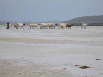 Moving the cows at low tide